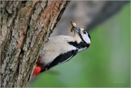 <p>STRAKAPOUD VELKÝ (Dendrocopos major) - /Great spotted woodpecker – Buntspecht/
</p>